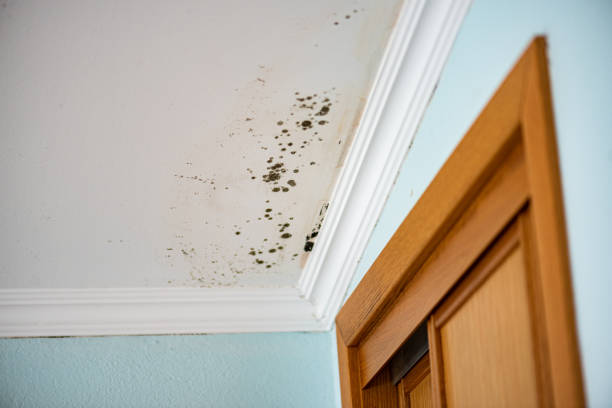 Best Mold Damage Repair  in Mount Sterling, IL