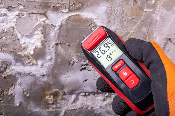 Best Attic Mold Removal  in Mount Sterling, IL