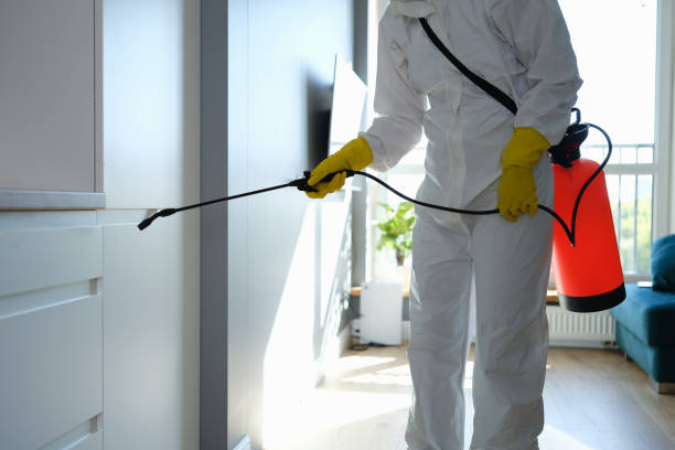 Best Mold Removal Company Near Me  in Mount Sterling, IL