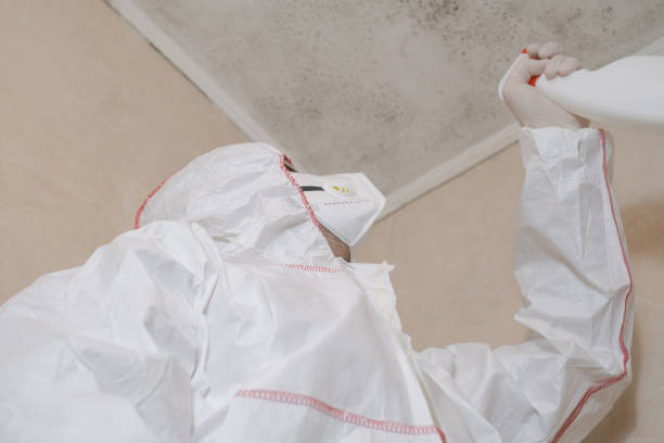 Best Local Mold Removal Service  in Mount Sterling, IL