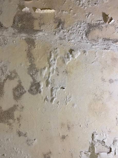 Best Certified Mold Removal  in Mount Sterling, IL