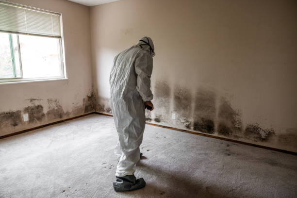 Best Commercial Mold Removal  in Mount Sterling, IL
