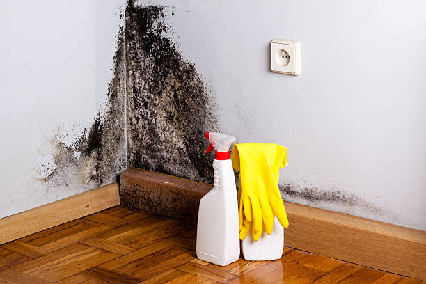 Professional Mold Removal in Mount Sterling, IL