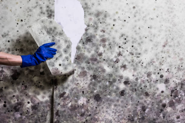 Best Residential Mold Removal  in Mount Sterling, IL
