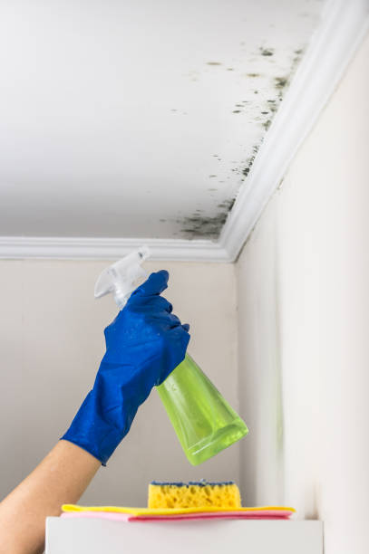 Best Attic Mold Removal  in Mount Sterling, IL
