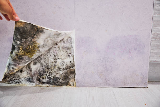 Best Water Damage Restoration  in Mount Sterling, IL